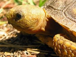 GopherTortoise